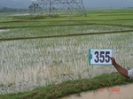 132700355a-irrigated-supplemental-tank-rice.gif
