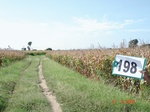 127190198d-irrigated-supplemental-major-groundwater-mixed-crop-maize-largearea-turmeric-doublecrop.gif