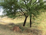 39959CIMG7954.JPG