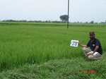 76510378c-irrigated-canal-rice-doublecrop.jpg