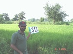 131310315a-irrigated-tank-rice.gif