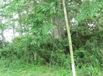 46621CIMG0910.JPG