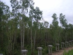 33419RIMG0159.JPG