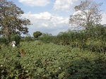 12040GT297_cotton_cassava_on_square_ribs_and_baobabs.JPG