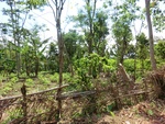 31497CIMG1363.JPG