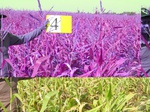 11425004-irrigated-maize-sw-1a.jpg