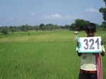 131590321c-irrigated-supplemental-tank-rice.gif