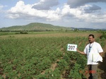 127440207a-rainfed-agriculture-cotton.gif