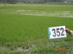 132620352b-rainfed-agriculture-rice.gif