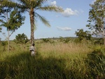 12182GT322_imperata.JPG