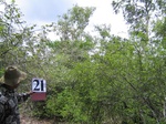 1044022-forest-scatered-trees-eucalyptus-shrubsb.gif