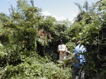 12034GT291_shrubby_fallow.JPG