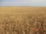 29364CIMG0594.JPG