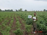 129650269c-irrigated-supplemental-groundwater-openwell-mixed-crop-chilli-dominant-cotton-maize.gif
