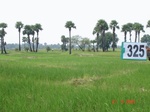 74770325a-rainfed-agriculture-rice.jpg