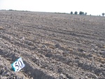8071050-Irrigated (Surface water) winter wheat-b.jpg