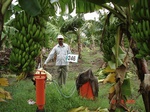 72100246b-irrigated-supplemental-groundwater-banana.jpg