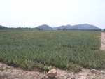 27764RIMG0044.JPG