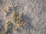 10376vp-065-Rangeland-saline soil-b.jpg
