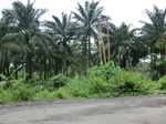 44817CIMG2002.JPG