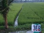 133130368b-irrigated-canal-rice-doublecrop.gif