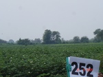 129020252b-rainfed-agriculture-cotton.gif