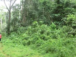 47268CIMG3605.JPG
