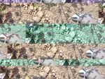 11685vp-082-Irrigated (Surface water) cotton-b.jpg