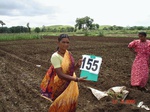 125720155b-irrigated-supplemental-groundwater-millet-dominant-maize.gif