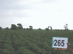 129500265b-irrigated-supplemental-groundwater-cotton-dominant-maize.gif