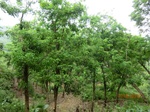 53618CIMG6984.JPG