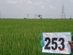 129040253a-irrigated-supplemental-tank-rice-wheat-doublecrop.gif