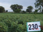 71610230c-rainfed-agriculture-cotton.jpg