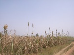9074RIMG0154.JPG