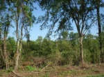 32548p200.jpg