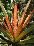 24449Colima 003.jpg