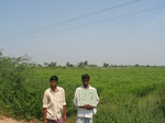9836gt0127b-cultivated-rainfed-irrigated-rainfed-crops.gif