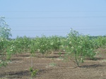 1785126042008(30).JPG