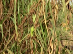 50335CIMG0964.JPG