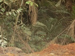 48588CIMG4925.JPG