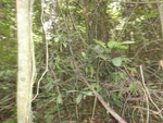 46782DSC02120.JPG