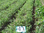 10247043-Irrigated (SW) mixed vegetables-a.jpg