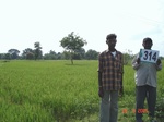 131300314d-rainfed-agriculture-rice.gif