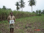 133310373b-irrigated-supplemental-groundwater-sugarcane-coconut-plantation.gif