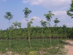 28081RIMG0136.JPG