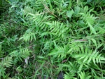 45565CIMG2650.JPG