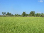 1800220091222_gt01a_Agriculture_Rice_Irrigated_Triple_Continous.JPG