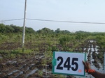 128740245d-irrigated-supplemental-groundwater-sugarcane-dominant-mango-plantation.gif