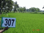 130980307a-irrigated-supplemental-groundwater-rice.gif