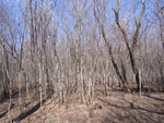 16668RIMG0121.JPG